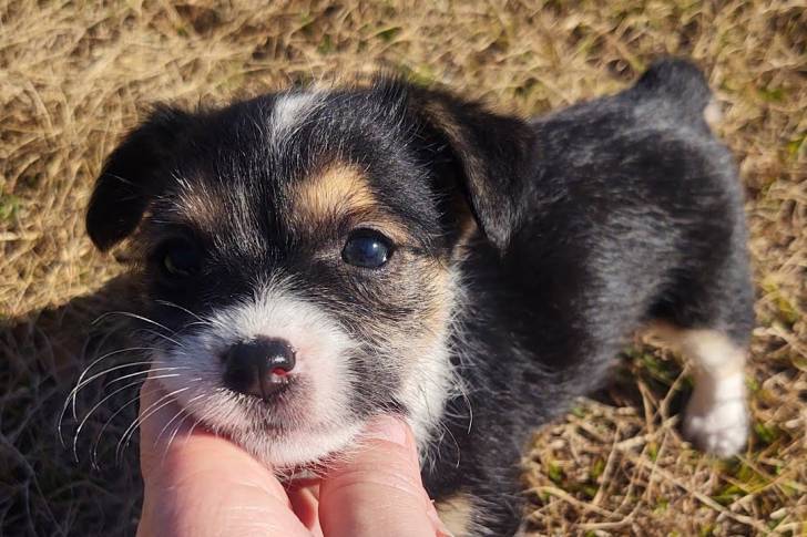 Un petit Chizer dans un champ d’herbe verte jouant avec son propriétaire.