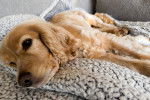 Un Golden Cocker Retriever fatigué fait la sieste, allongé sur le canapé.