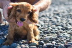 Un bébé Golden Cocker Retriever est assis sur des galets et se fait caresser par son maître.