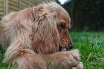 Un Golden Cocker Retriever adulte, jouant avec un bout de bois en étant allongé dans le jardin d'une maison.
