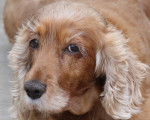 Un gros plan d’un Golden Cocker Retriever à la robe unicolore fauve