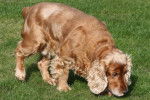Un Golden Cocker Retriever à la robe unicolore fauve, reniflant de l’herbe