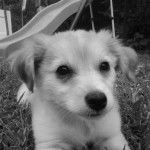 Poof - Loulou de Poméranie (4 mois)