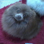 Lavender - Loulou de Poméranie (4 ans)