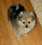 Prince - Loulou de Poméranie Mâle (8 mois)