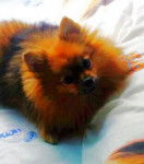 Bebé - Loulou de Poméranie (3 ans)