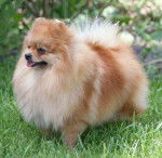 Fidanzato di Sissy - Loulou de Poméranie Mâle (5 ans)