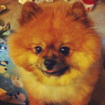 Tosha - Loulou de Poméranie