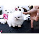 Darcy - Loulou de Poméranie (3 mois)