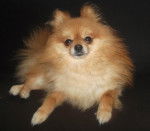 Elliott - Loulou de Poméranie Mâle (3 ans)