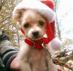 Wicket - Loulou de Poméranie Mâle (1 mois)