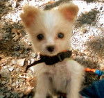 Wicket - Loulou de Poméranie Mâle (1 mois)