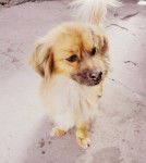 Flor - Loulou de Poméranie (7 ans)