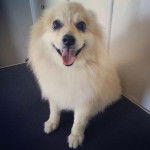 fluffy - Loulou de Poméranie Mâle (9 ans)