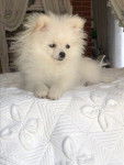bubulle - Loulou de Poméranie (1 an et 1 mois)