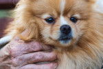Un Loulou de Poméranie dans les mains d'une femme âgée