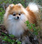 vivi - Loulou de Poméranie Mâle (2 ans)