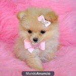 lady - Loulou de Poméranie (5 mois)