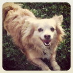 peanut - Loulou de Poméranie Mâle (2 ans)