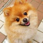 Luna - Loulou de Poméranie (8 mois)