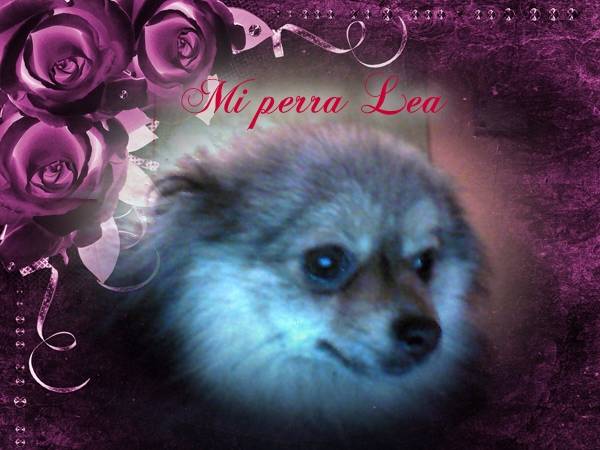 Lea - Loulou de Poméranie (2 ans)