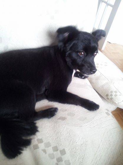 Gloria - Loulou de Poméranie (4 ans)