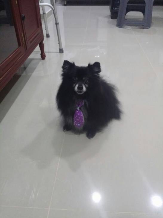 Floppy - Loulou de Poméranie Mâle (8 ans)