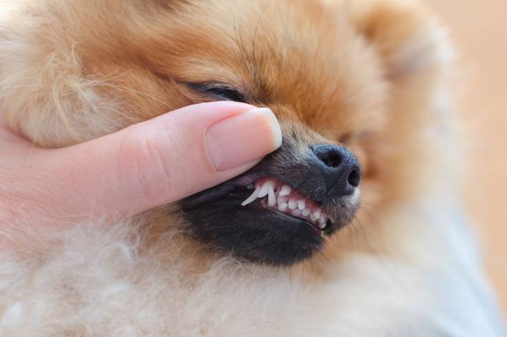 Un Loulou de Poméranie en train de se faire examiner les dents