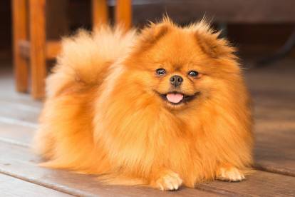 10 races de petits chiens qui vivront heureux en ville ou en