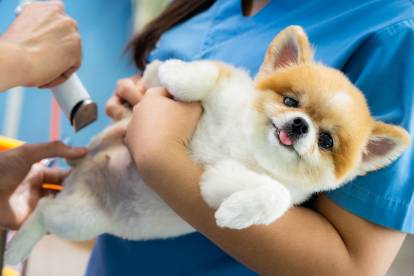 Un chiot Loulou de Poméranie  en train d'être examiné par le vétérinaire
