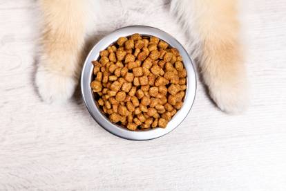 Un Loulou de Poméranie patiente devant sa gamelle de croquettes