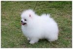 leila - Loulou de Poméranie Femelle (3 mois)