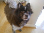 bear - Loulou de Poméranie Mâle (12 ans)
