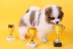 Un Loulou de Poméranie avec des trophées