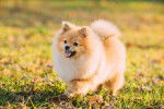 Un chiot Pomeranian marche dans le jardin