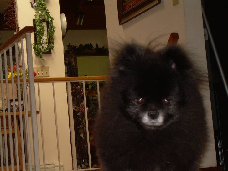 Colby - Loulou de Poméranie Mâle (11 ans)