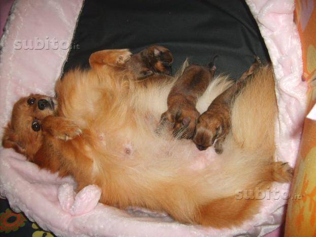 Sissy e i suoi cuccioli - Loulou de Poméranie Femelle (4 ans)