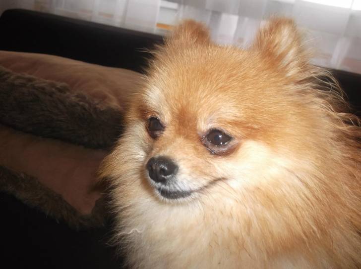 Elliott - Loulou de Poméranie Mâle (3 ans)