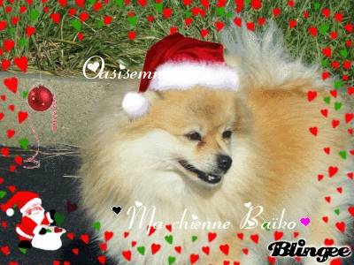 Ma chienne Goupil surnom: Baïko - Loulou de Poméranie Femelle (2 ans)