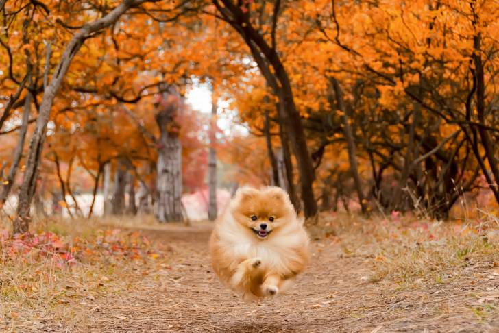 Un Loulou de Poméranie en train de se promener en automne
