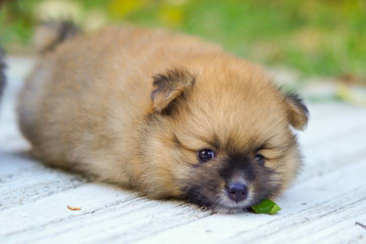 Un Loulou de Poméranie peu après sa naissance