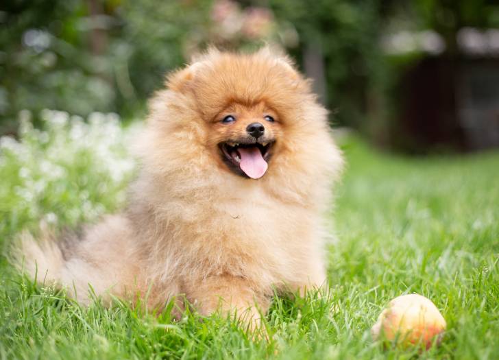 Un Loulou de Poméranie assis à côté d'une balle dans son jardin