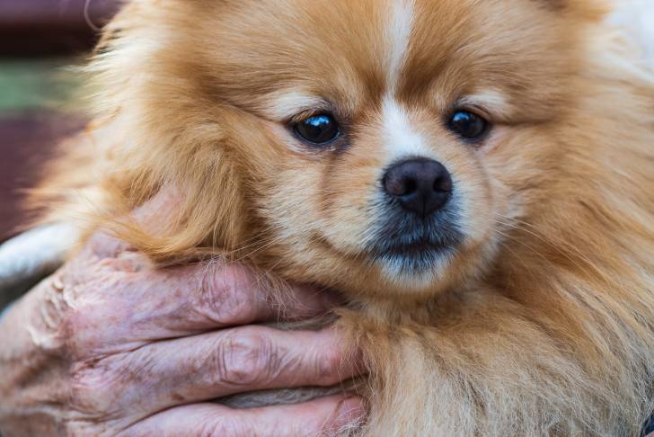 Un Loulou de Poméranie dans les mains d'une femme âgée