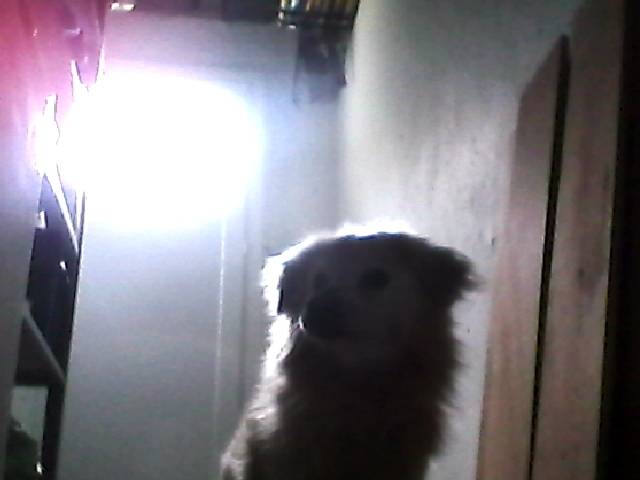 Roméo - Loulou de Poméranie Mâle (16 ans)