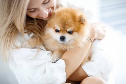 Un Loulou de Poméranie dans les bras de sa propriétaire