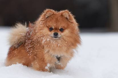 Un Loulou de Poméranie en train de courir dans la neige