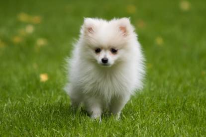 Un chiot Loulou de Poméranie dans l'herbe