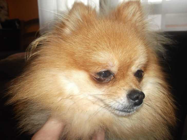 Elliott - Loulou de Poméranie Mâle (3 ans)