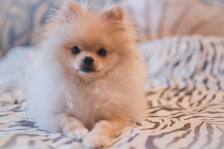 Un adorable Loulou de Poméranie allongé sur un lit