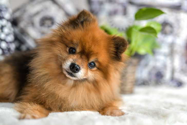 Le Loulou de Poméranie